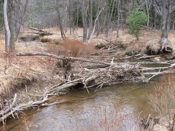 Field photo showing stream conditions at site DCRL-106-B-2008-1