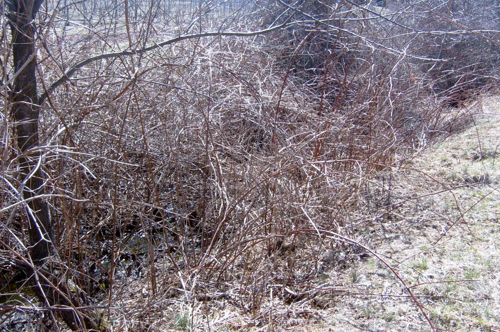 Field photo showing stream conditions at site DEER-107-R-2004-28