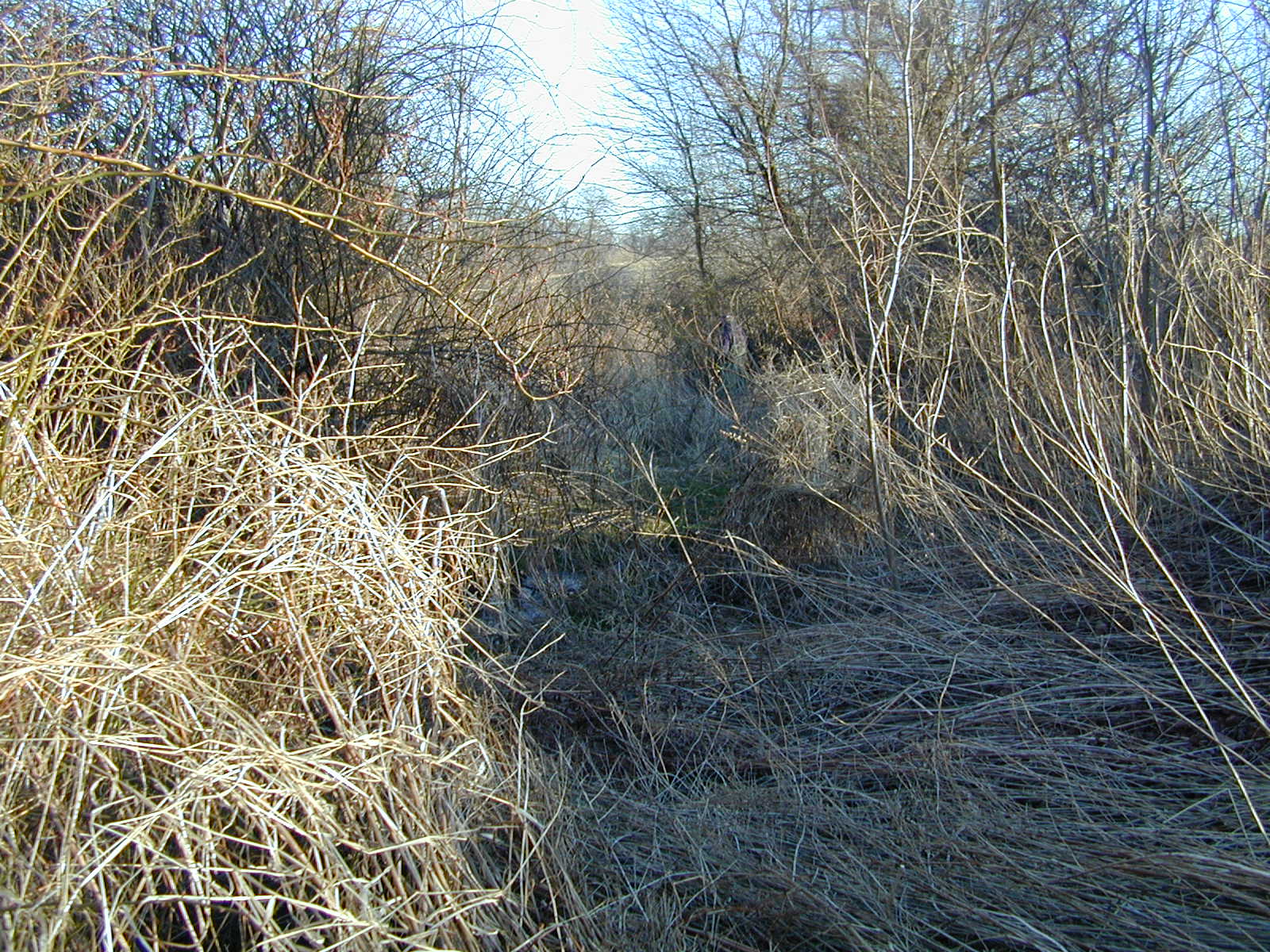 Field photo showing stream conditions at site DEER-117-R-2001-1
