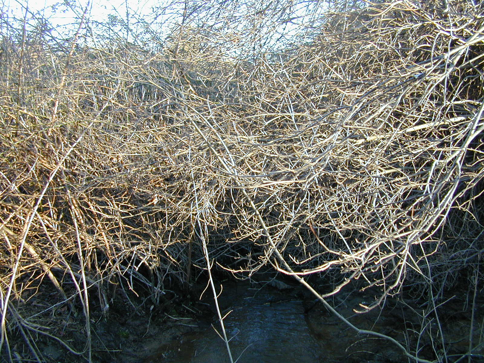 Field photo showing stream conditions at site DEER-117-R-2001-3
