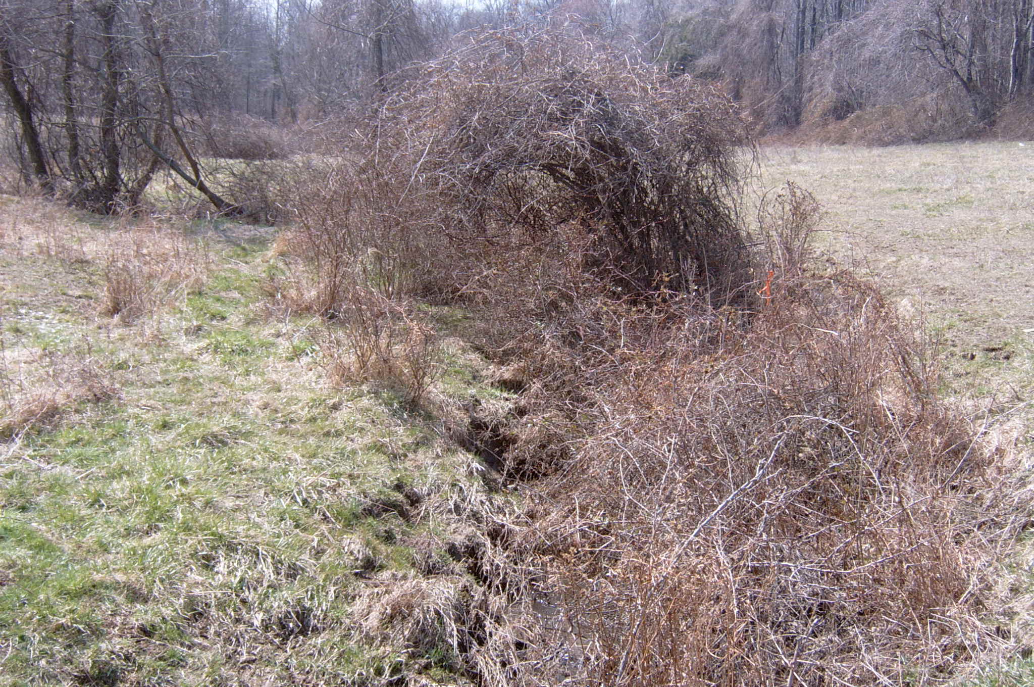 Field photo showing stream conditions at site DEER-120-R-2004-35