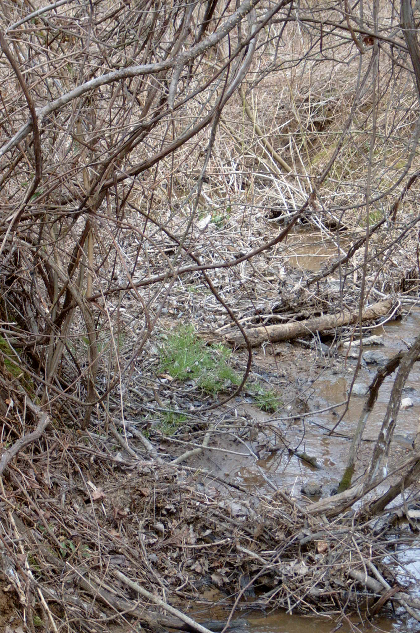 Field photo showing stream conditions at site DEER-121-R-2004-38