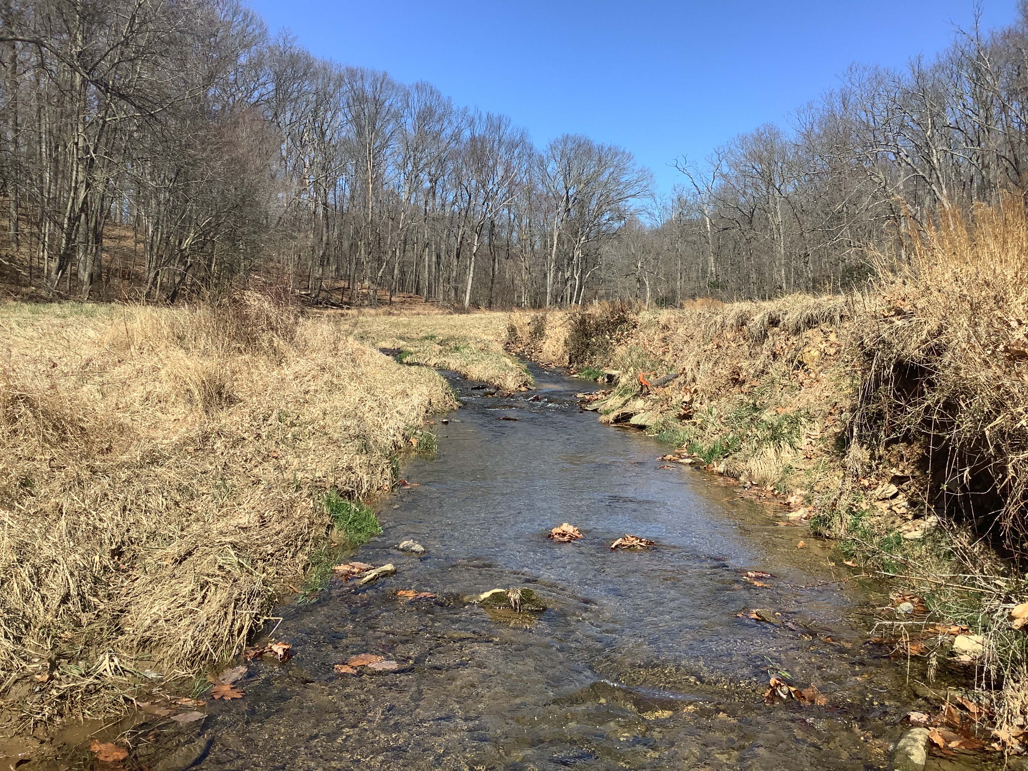 Field photo showing stream conditions at site DEER-221-R-2023_Midpoint_facing_upstream