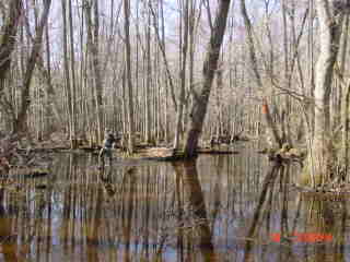 Field photo showing stream conditions at site DIVI-107-R-2001-2