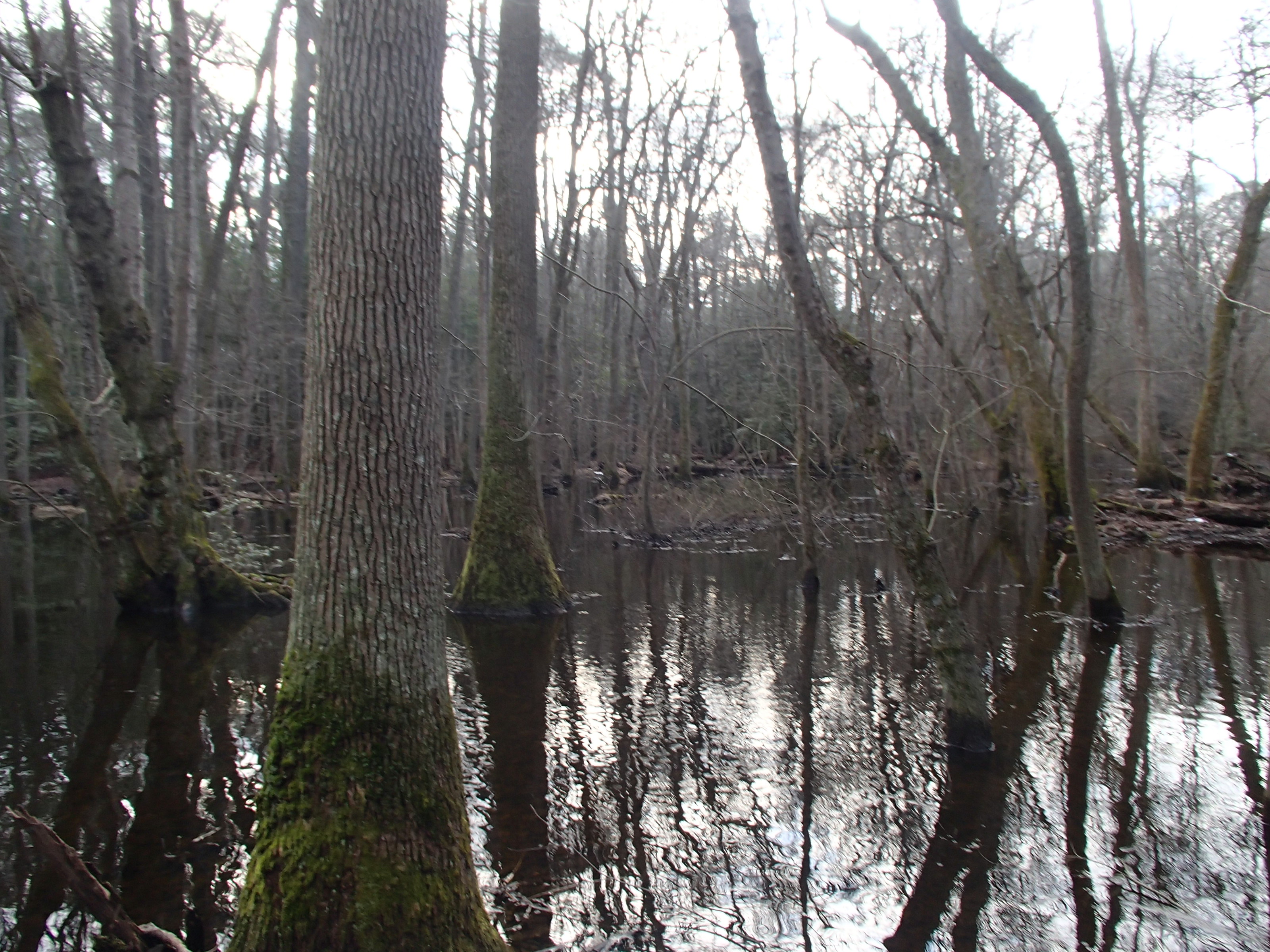 Field photo showing stream conditions at site DIVI-107-R-2015_Top-of-site-looking-downstream