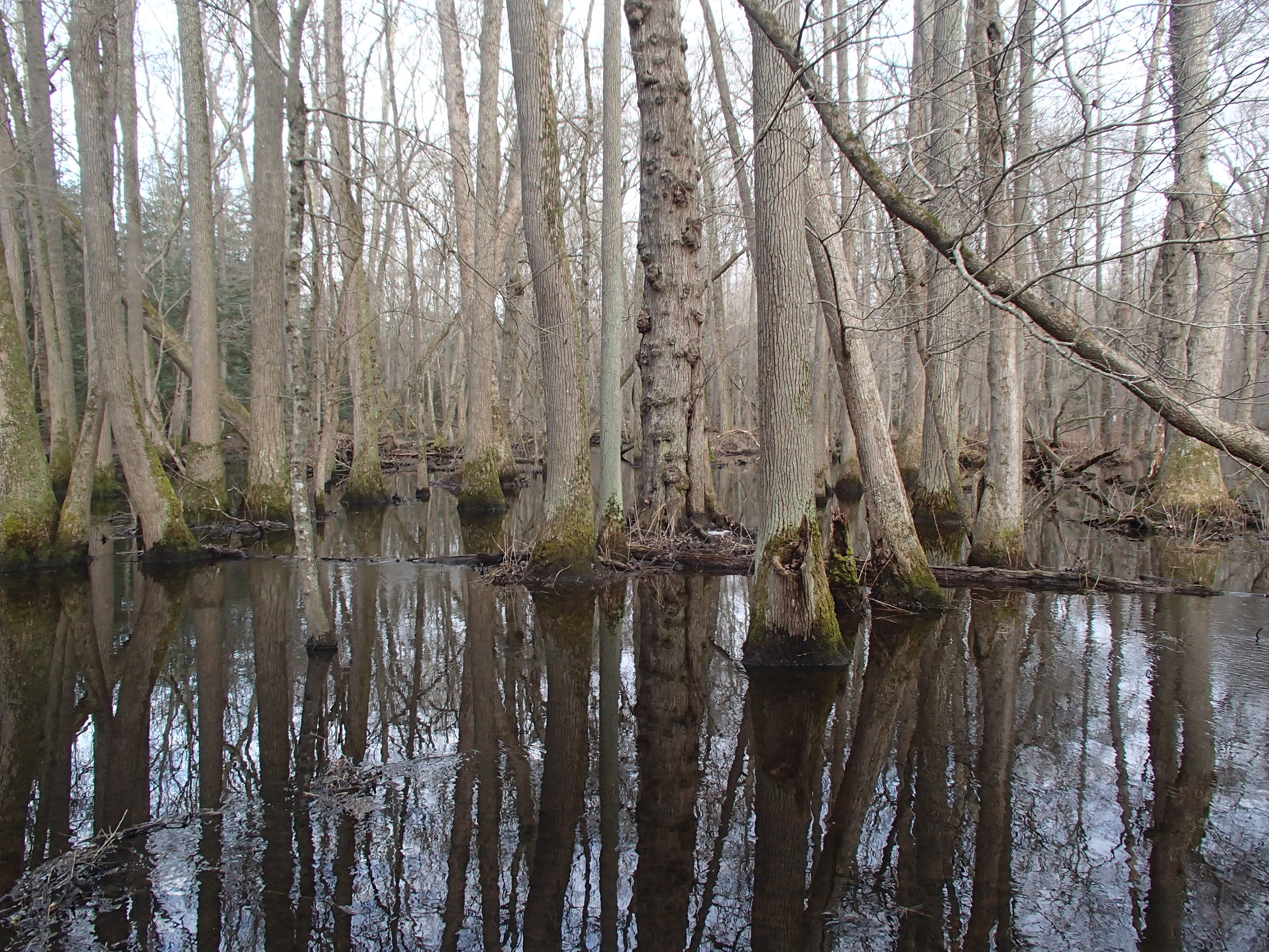 Field photo showing stream conditions at site DIVI-107-R-2015_Top-of-site-looking-upstream