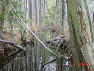 Field photo showing stream conditions at site DIVI-119-R-2001-1