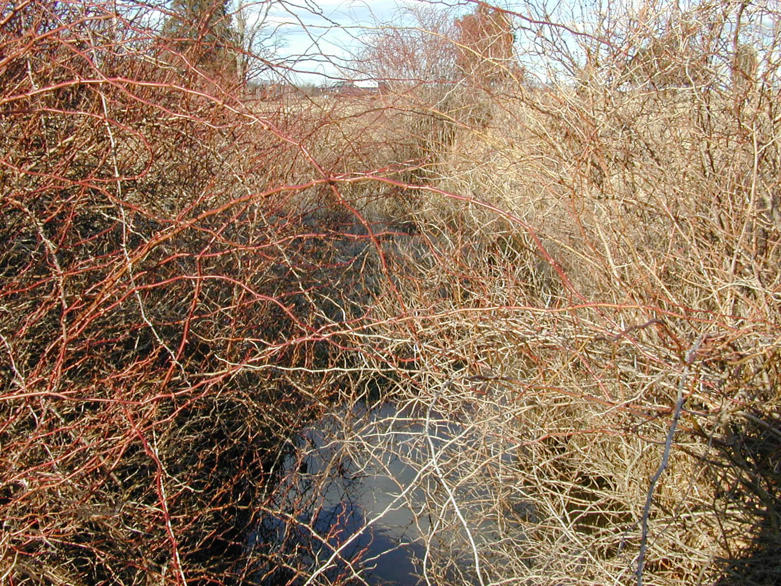 Field photo showing stream conditions at site DOUB-101-R-2002-2