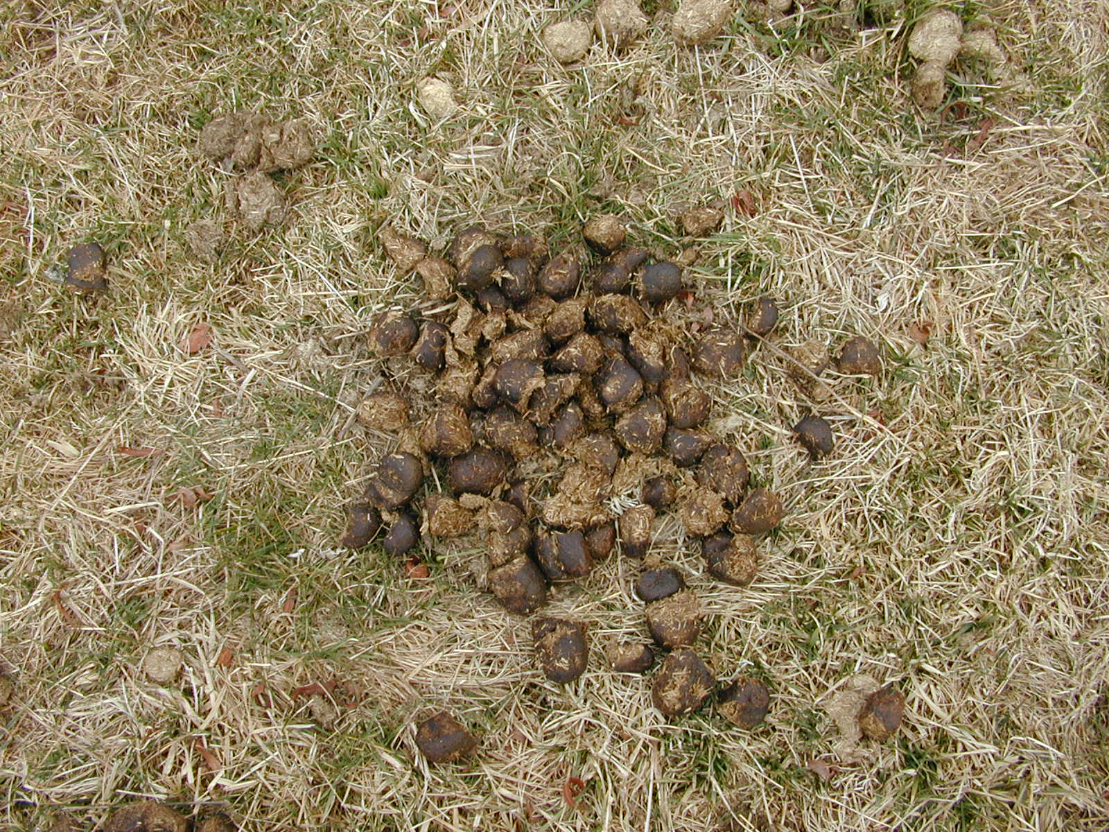 Field photo showing stream conditions at site DOUB-106-R-2002-3