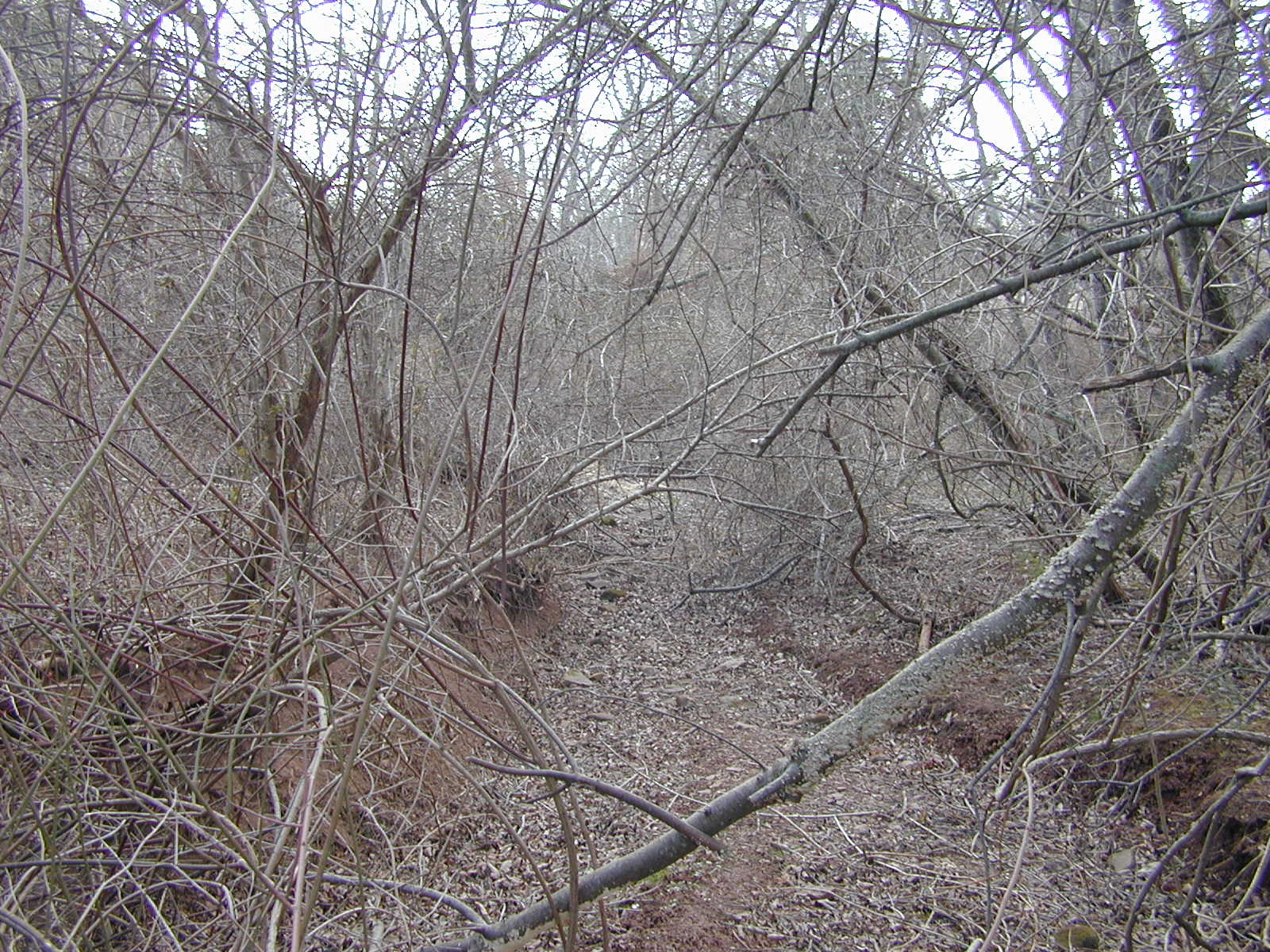Field photo showing stream conditions at site DOUB-111-R-2002-1