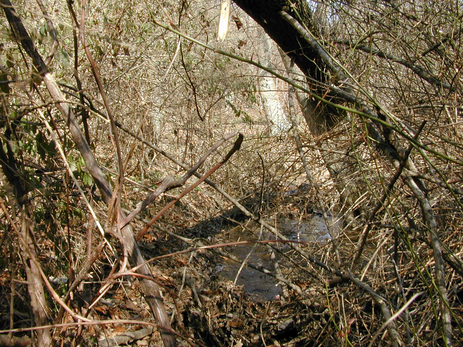 Field photo showing stream conditions at site DOUB-119-R-2002-3