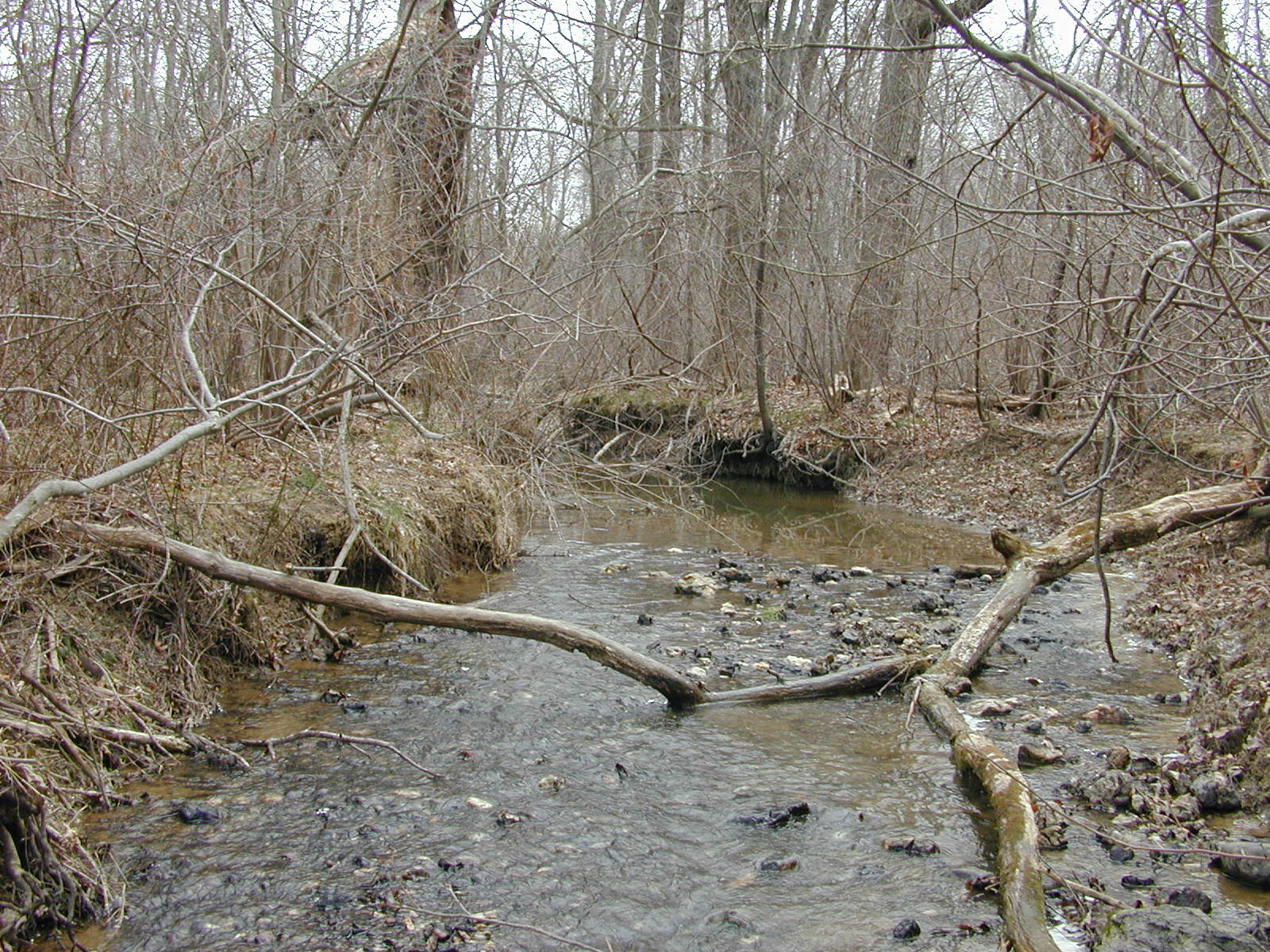 Field photo showing stream conditions at site DOUB-218-R-2002-1