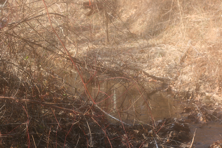 Field photo showing stream conditions at site EVIT-110-R-2009-2