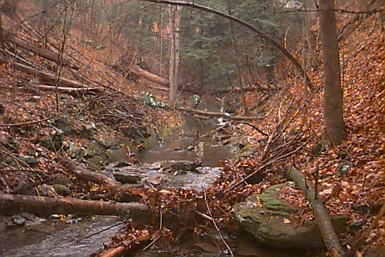 Field photo showing stream conditions at site FIMI-106-R-2000-01