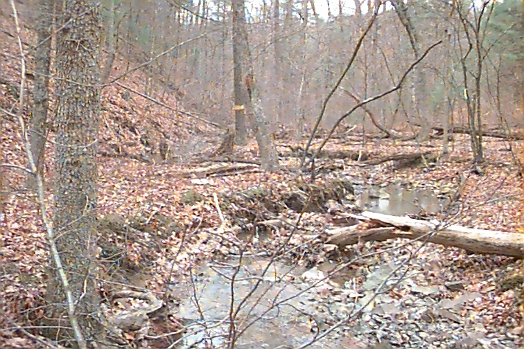 Field photo showing stream conditions at site FIMI-108-R-2000-01