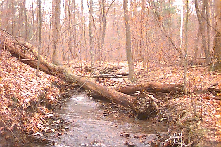 Field photo showing stream conditions at site FIMI-110-R-2000-01