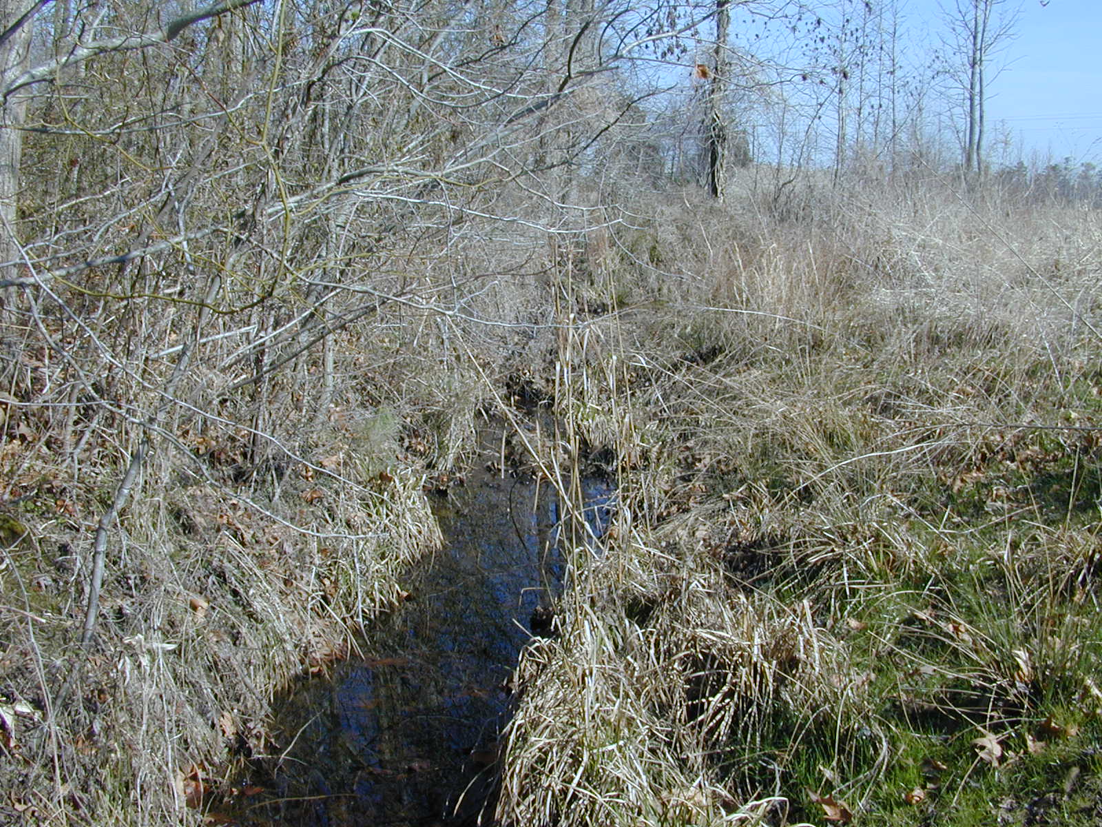 Field photo showing stream conditions at site FISH-116-R-2004-1