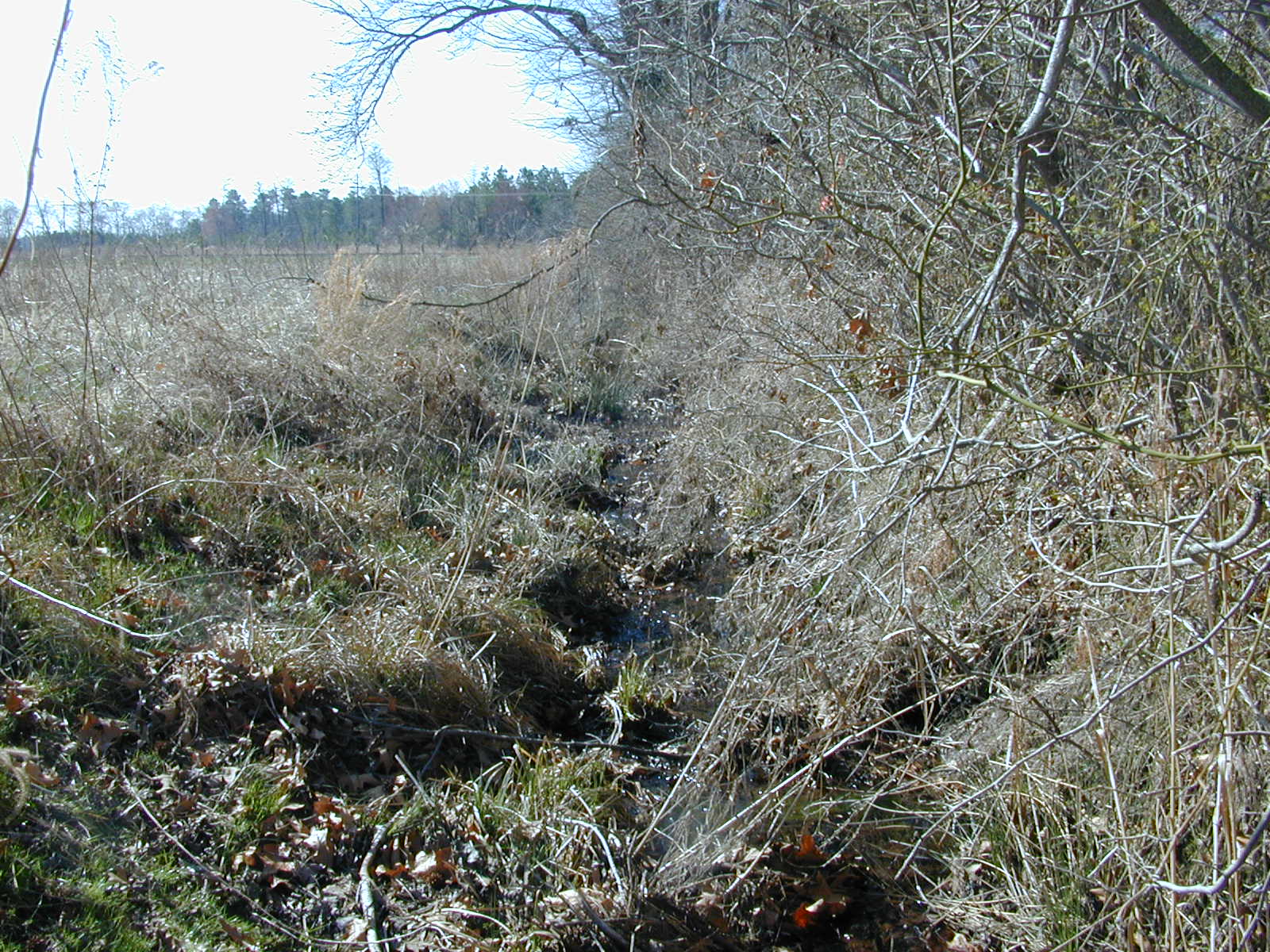 Field photo showing stream conditions at site FISH-116-R-2004-2