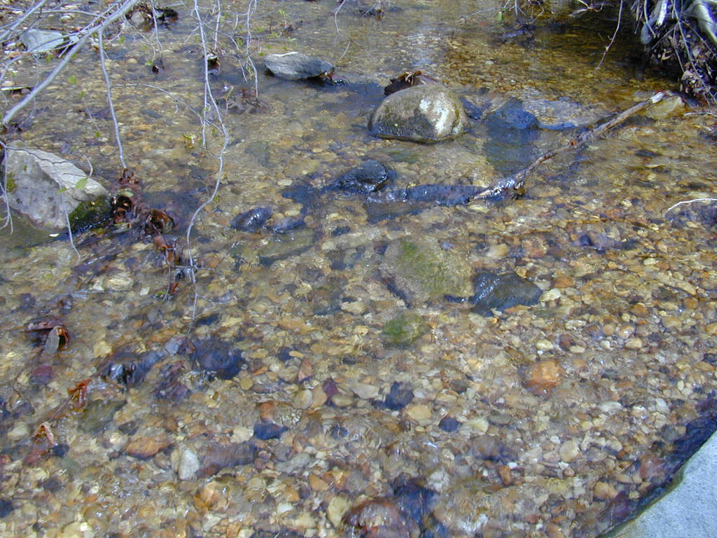 Field photo showing stream conditions at site FURN-101-C-2000-03
