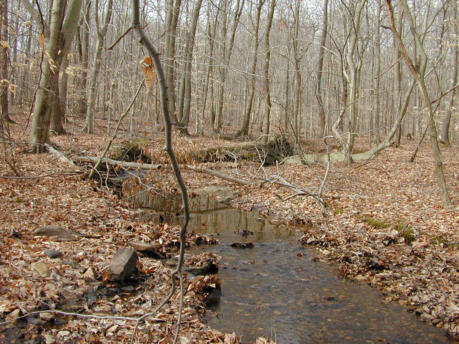 Field photo showing stream conditions at site FURN-101-S-2002-2