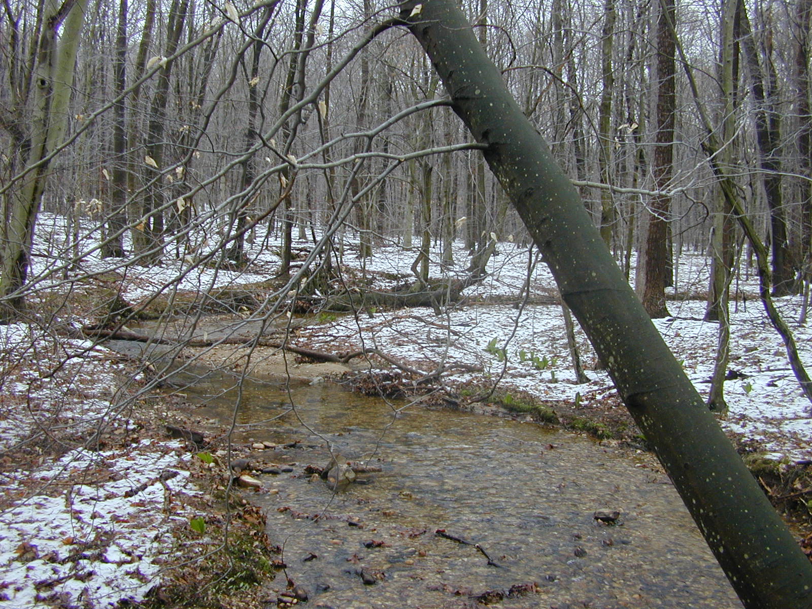 Field photo showing stream conditions at site FURN-101-S-2003-0980