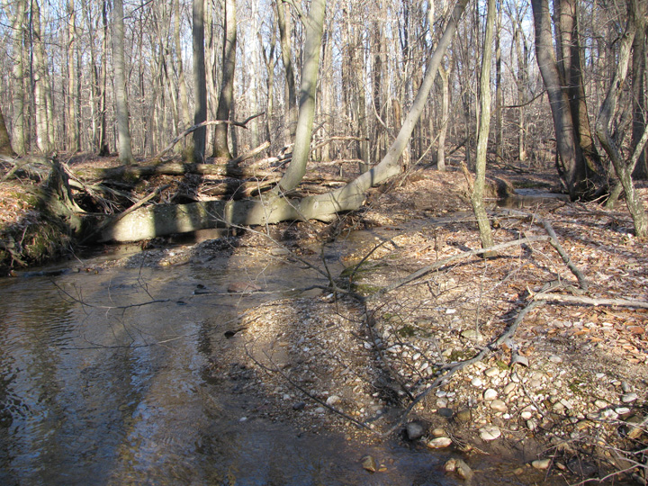 Field photo showing stream conditions at site FURN-101-S-2010-2