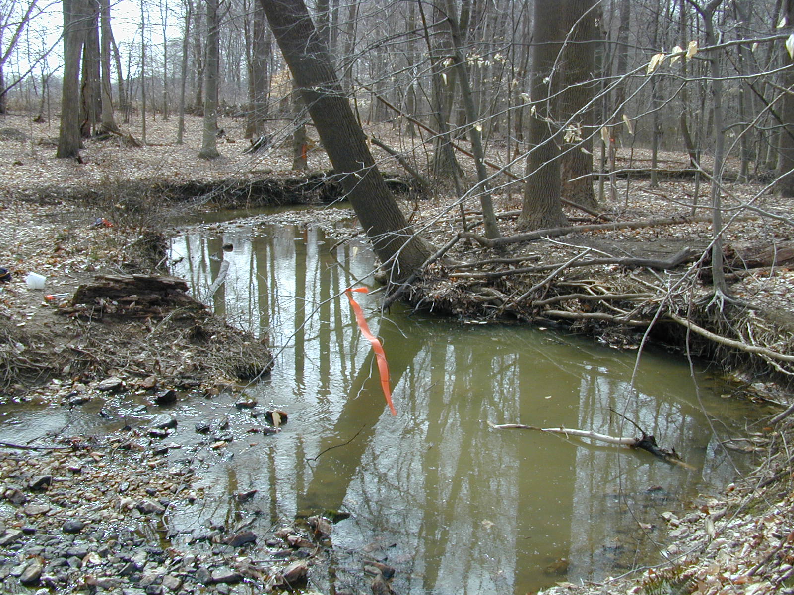 Field photo showing stream conditions at site FURN-119-R-2001-1