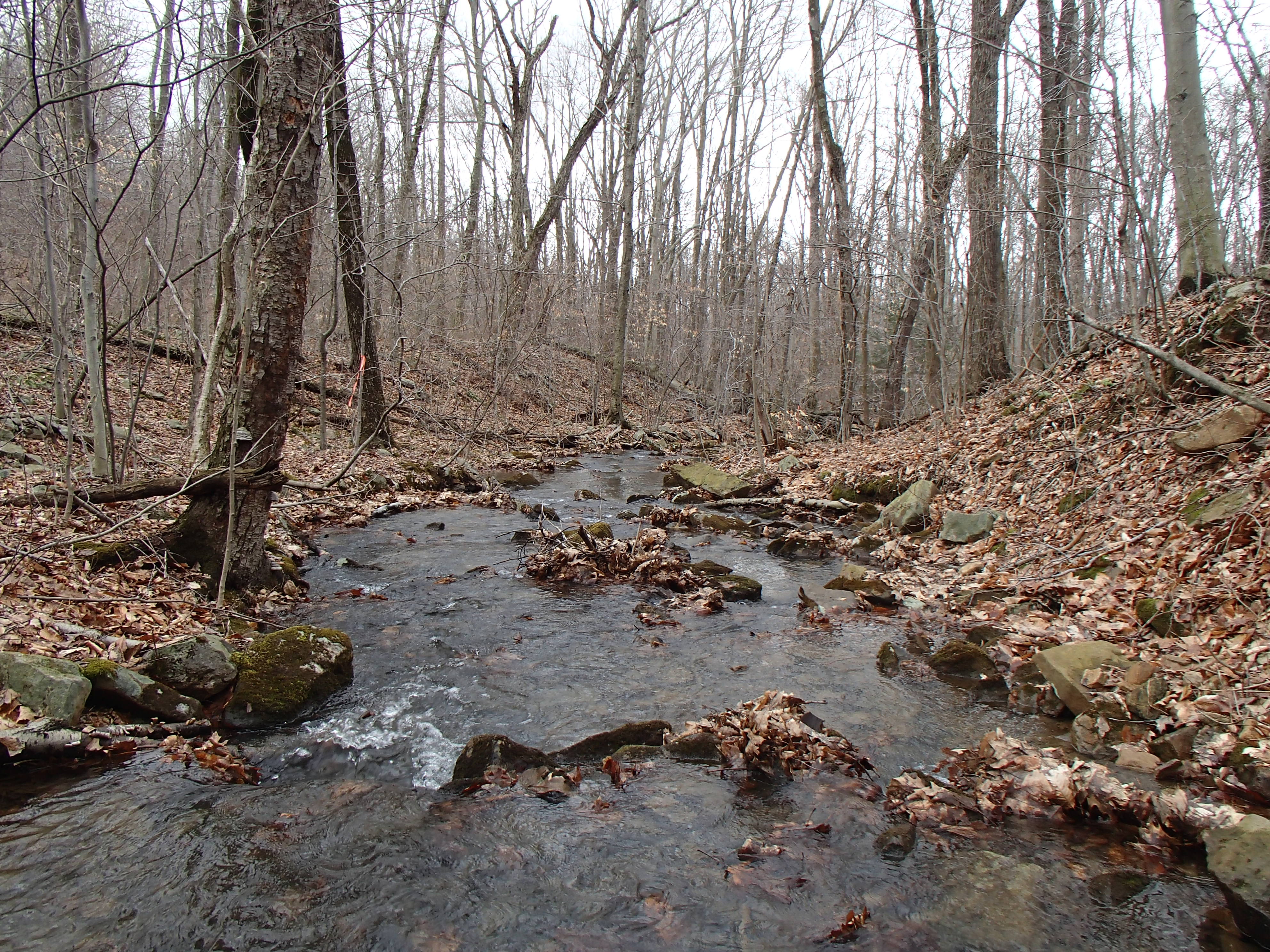 Field photo showing stream conditions at site GEOR-101-X-2015_Midpoint-looking-downstream