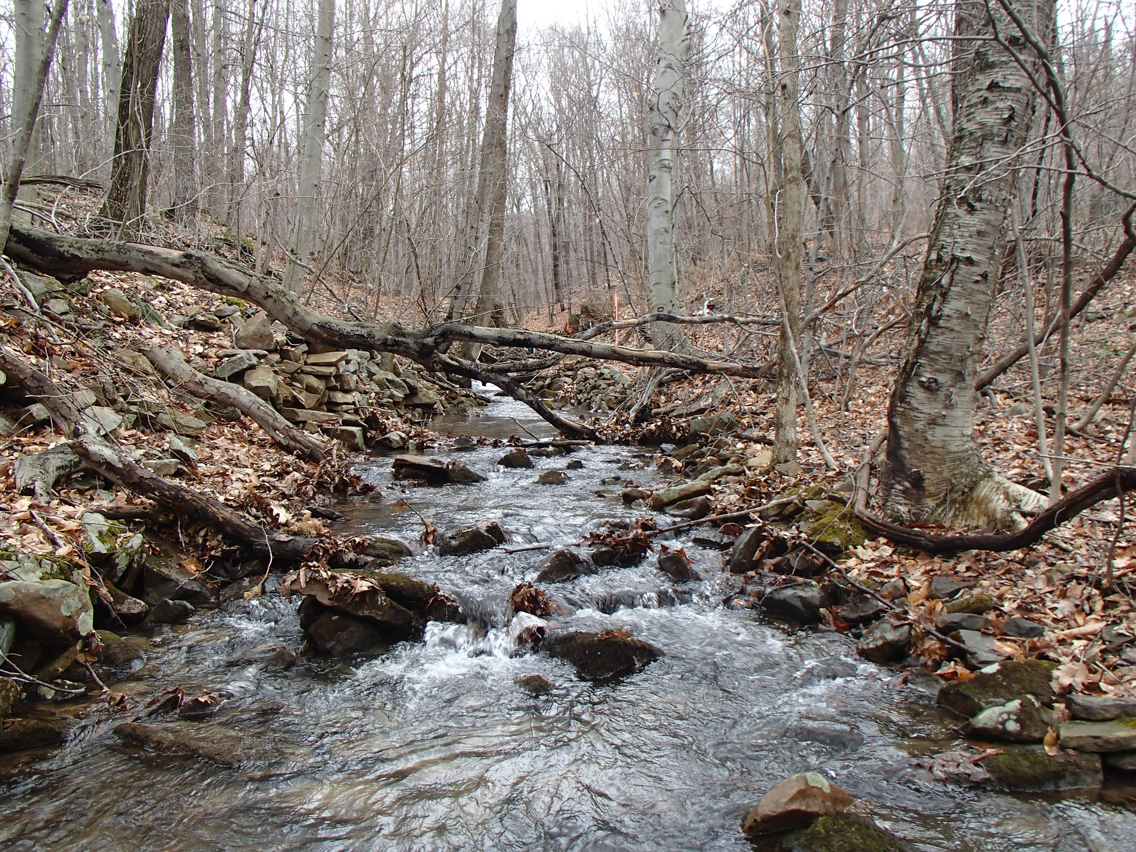 Field photo showing stream conditions at site GEOR-101-X-2015_Midpoint-looking-upstream