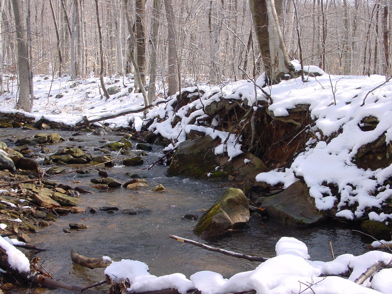 Field photo showing stream conditions at site GEOR-103-R-2003-1