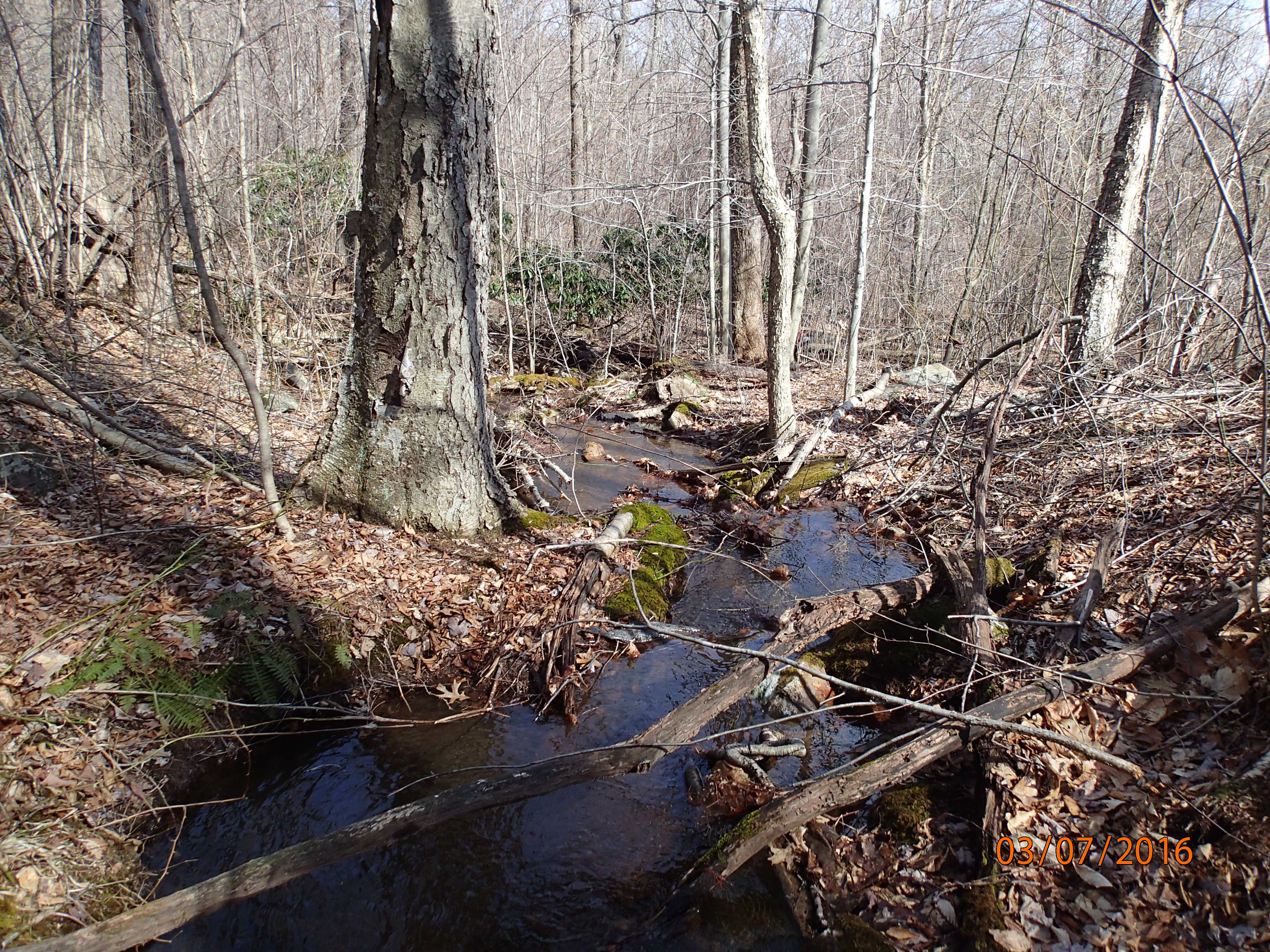 Field photo showing stream conditions at site GEOR-109-R-2016-MidpointDownstream