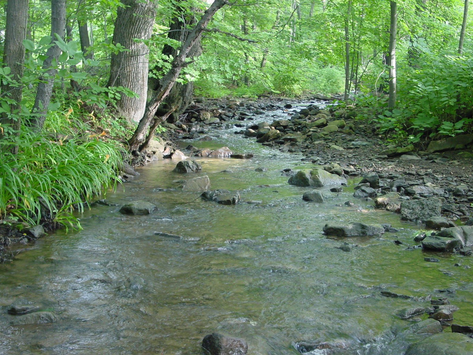 Field photo showing stream conditions at site GEOR-208-R-2003-3