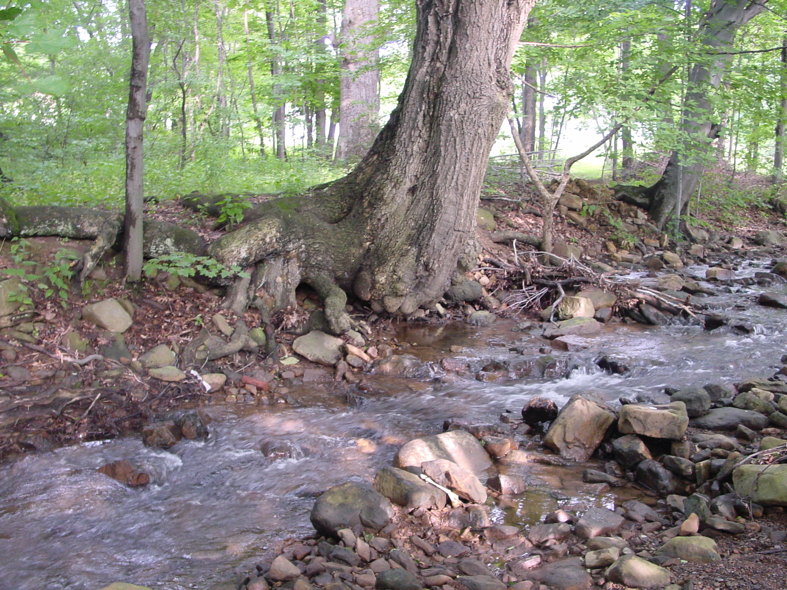 Field photo showing stream conditions at site GEOR-208-R-2003-4