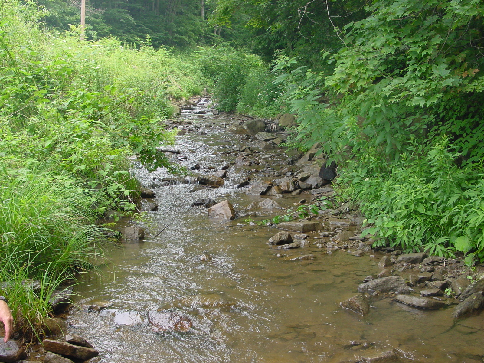 Field photo showing stream conditions at site GEOR-211-R-2003-3