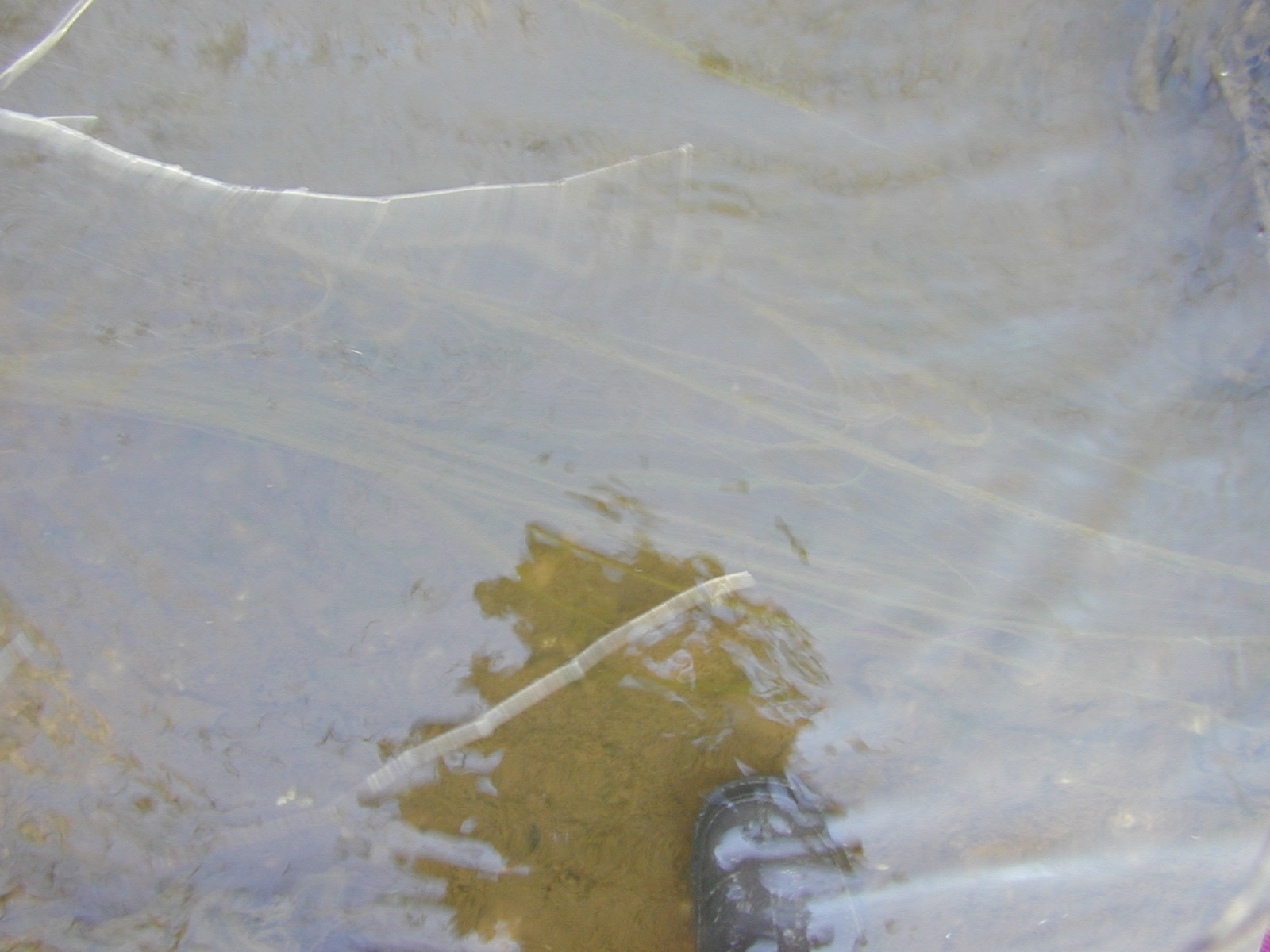 Field photo showing stream conditions at site GILB-101-R-2001-13