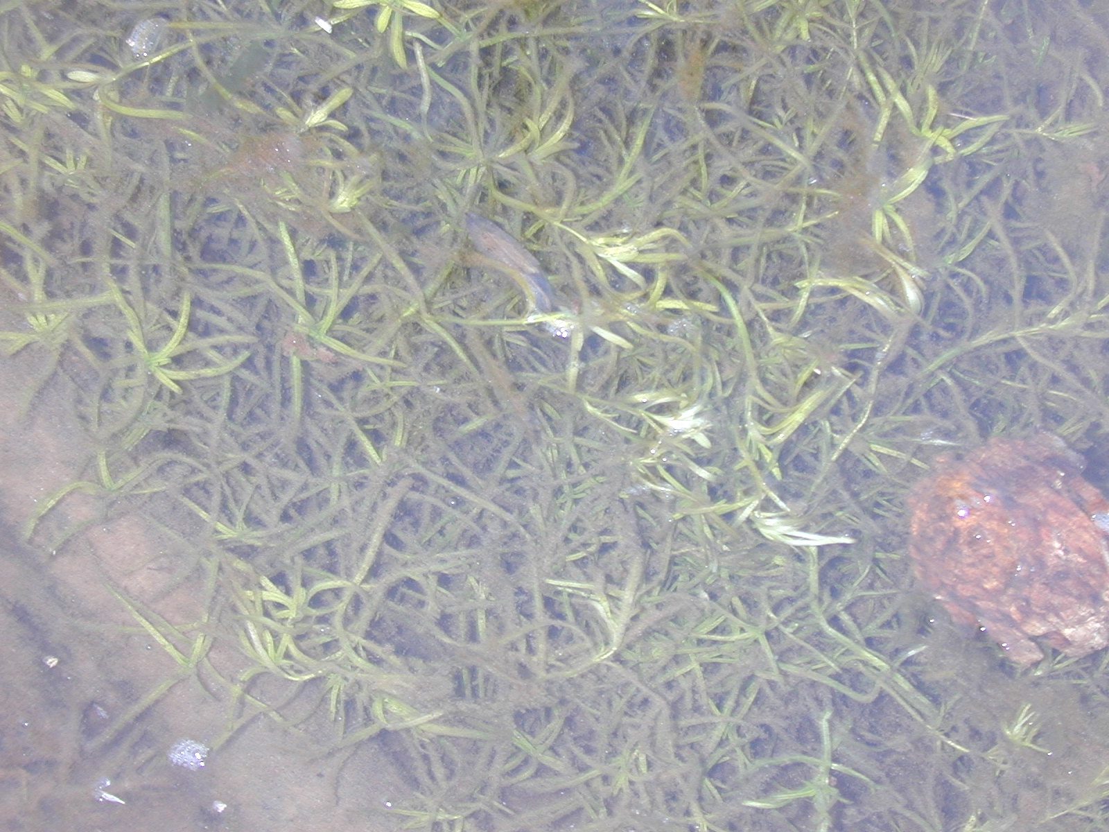 Field photo showing stream conditions at site GILB-101-R-2001-14