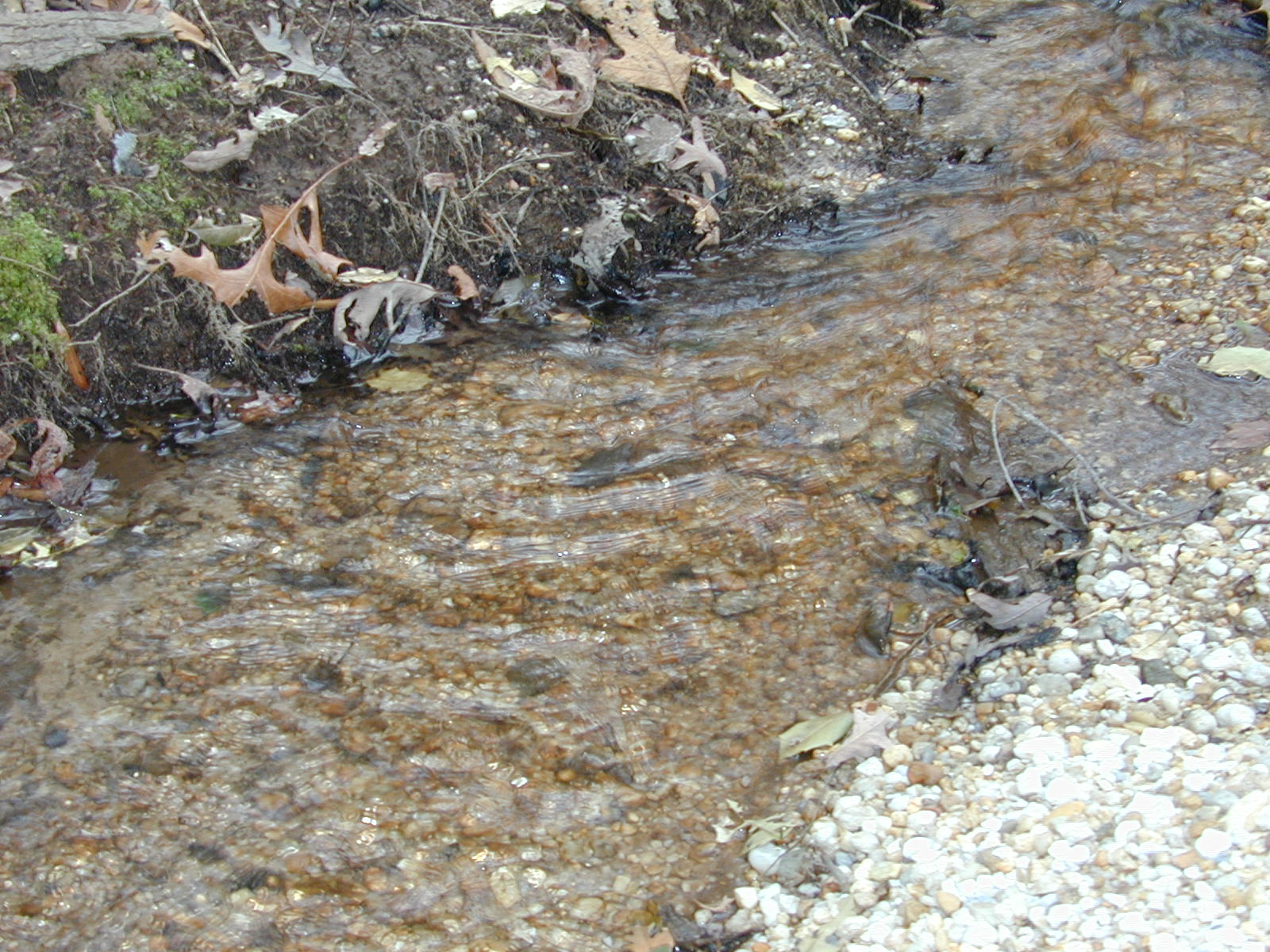 Field photo showing stream conditions at site GILB-108-R-2001-26