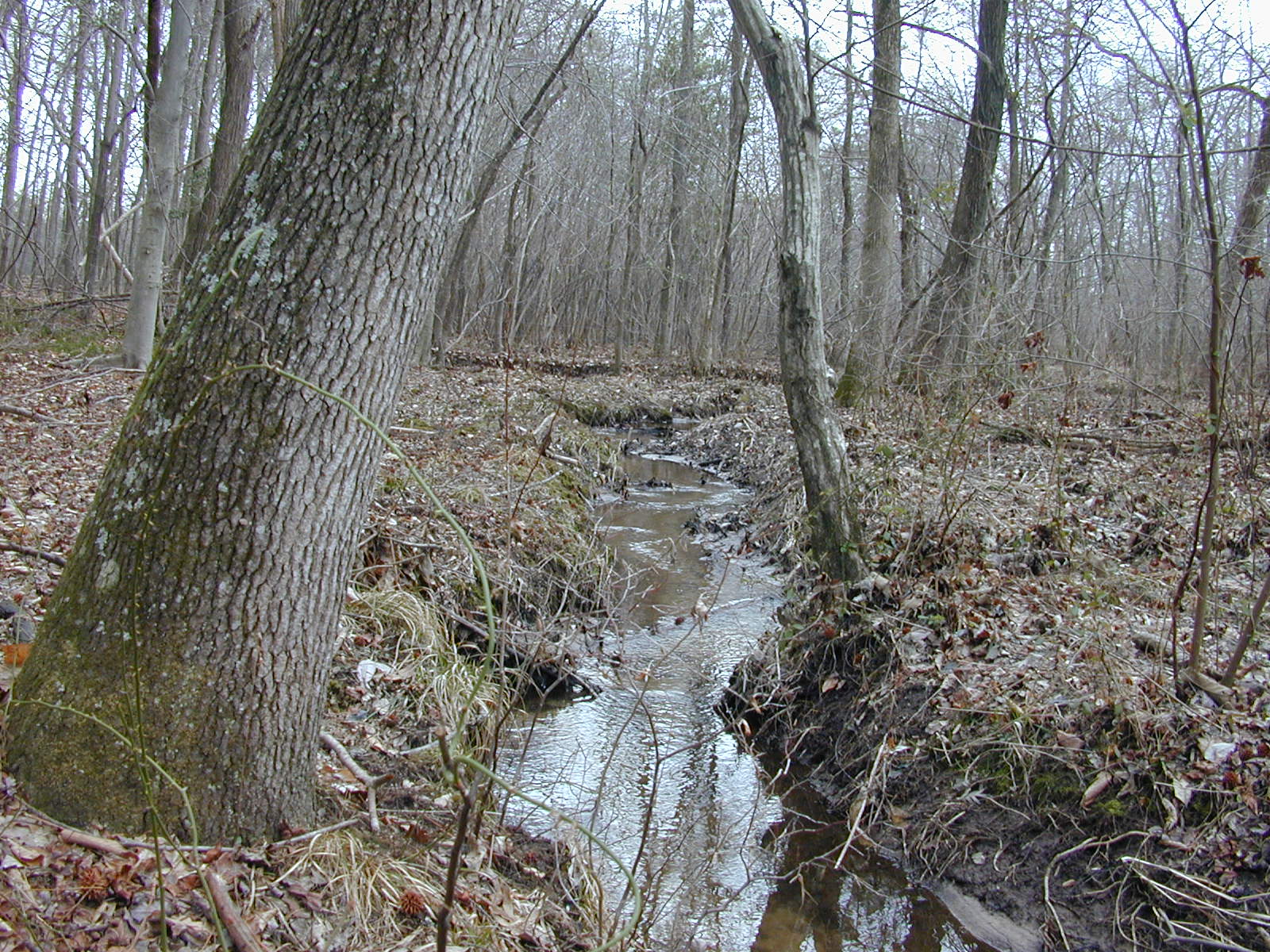 Field photo showing stream conditions at site GILB-109-R-2001-28
