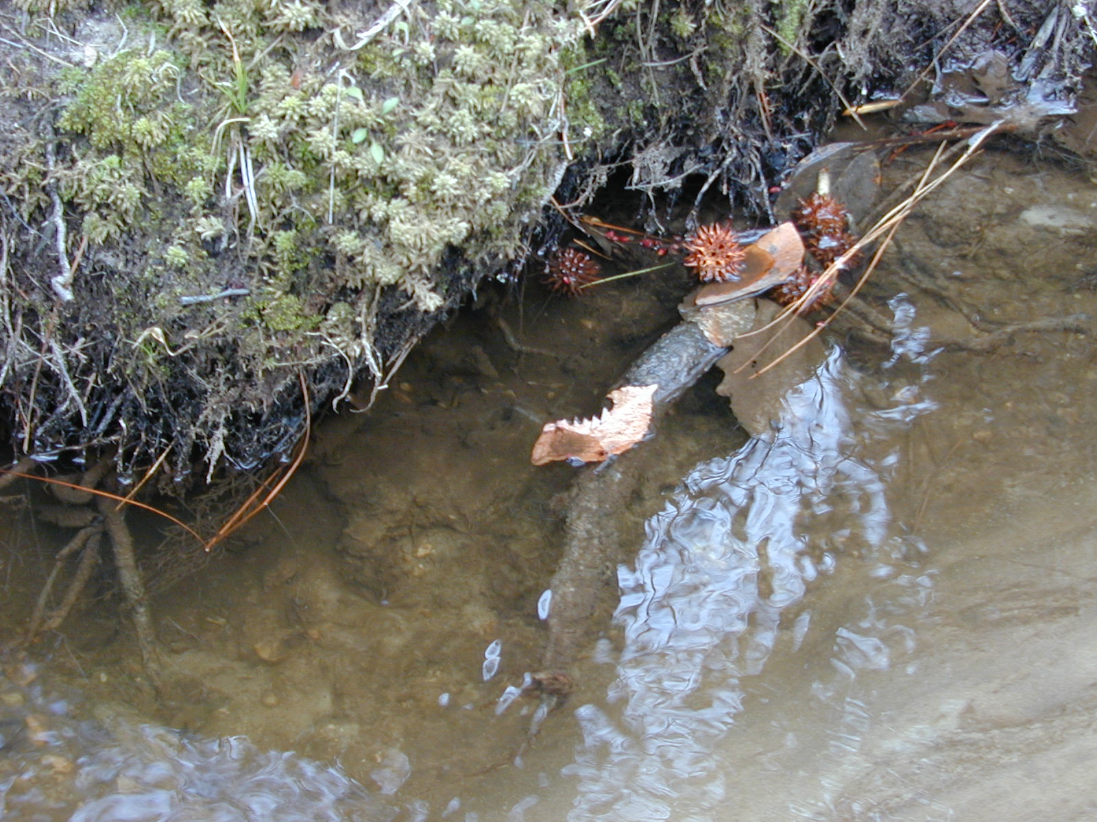 Field photo showing stream conditions at site GILB-109-R-2001-29