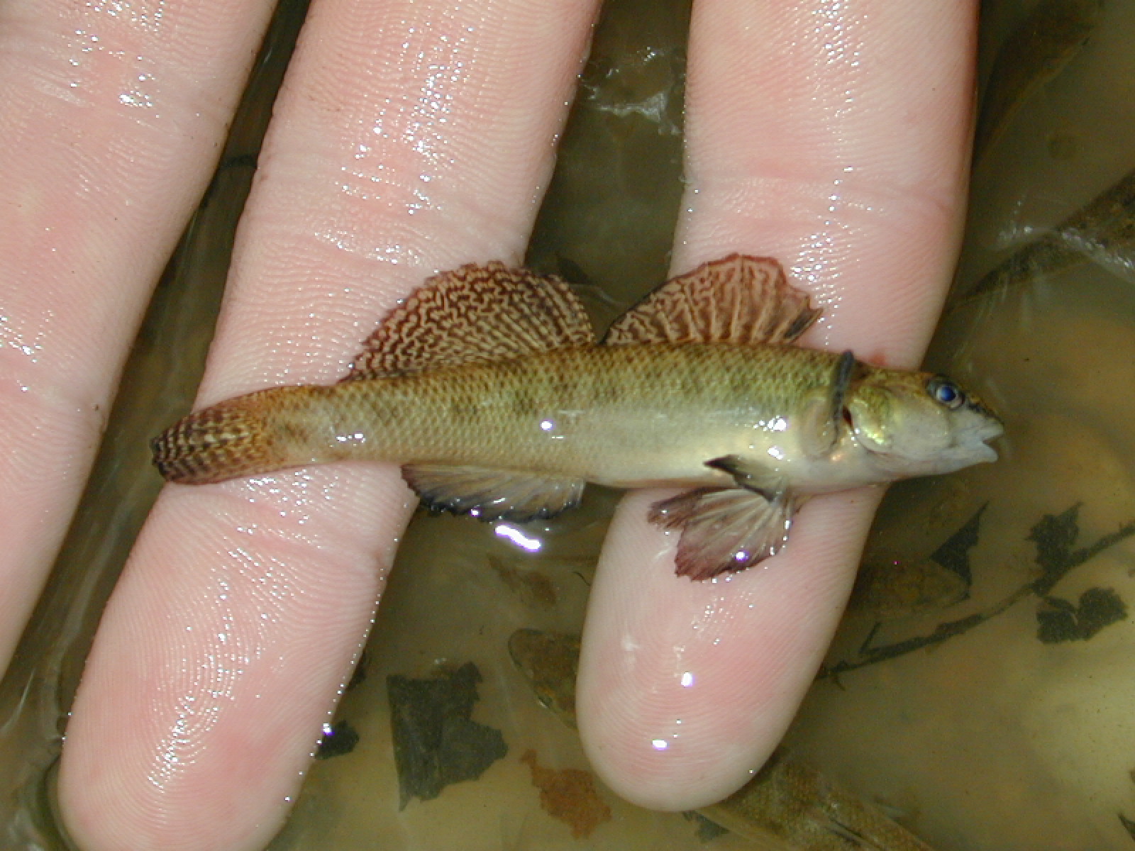 Field photo showing stream conditions at site GILB-111-R-2001-13