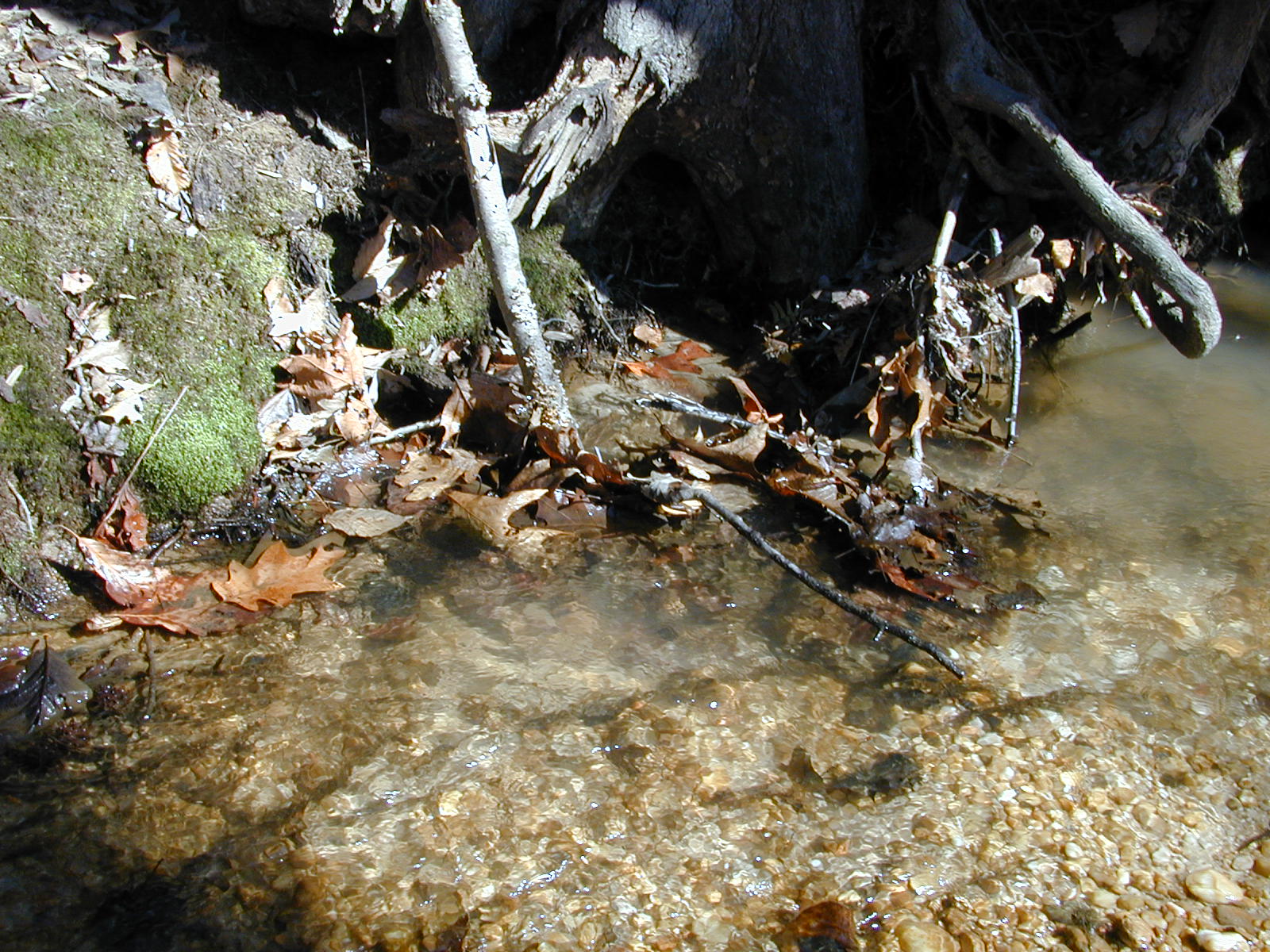 Field photo showing stream conditions at site GILB-112-R-2001-6