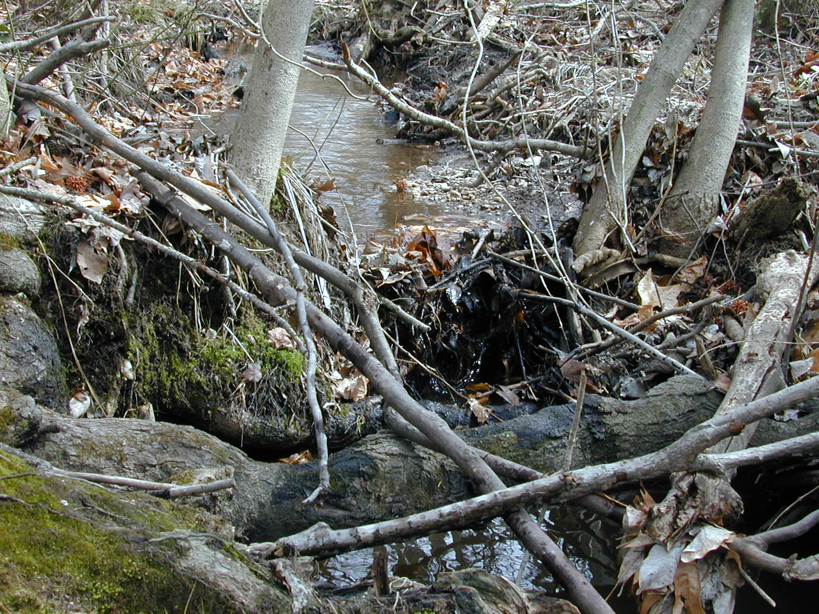 Field photo showing stream conditions at site GILB-114-R-2001-34