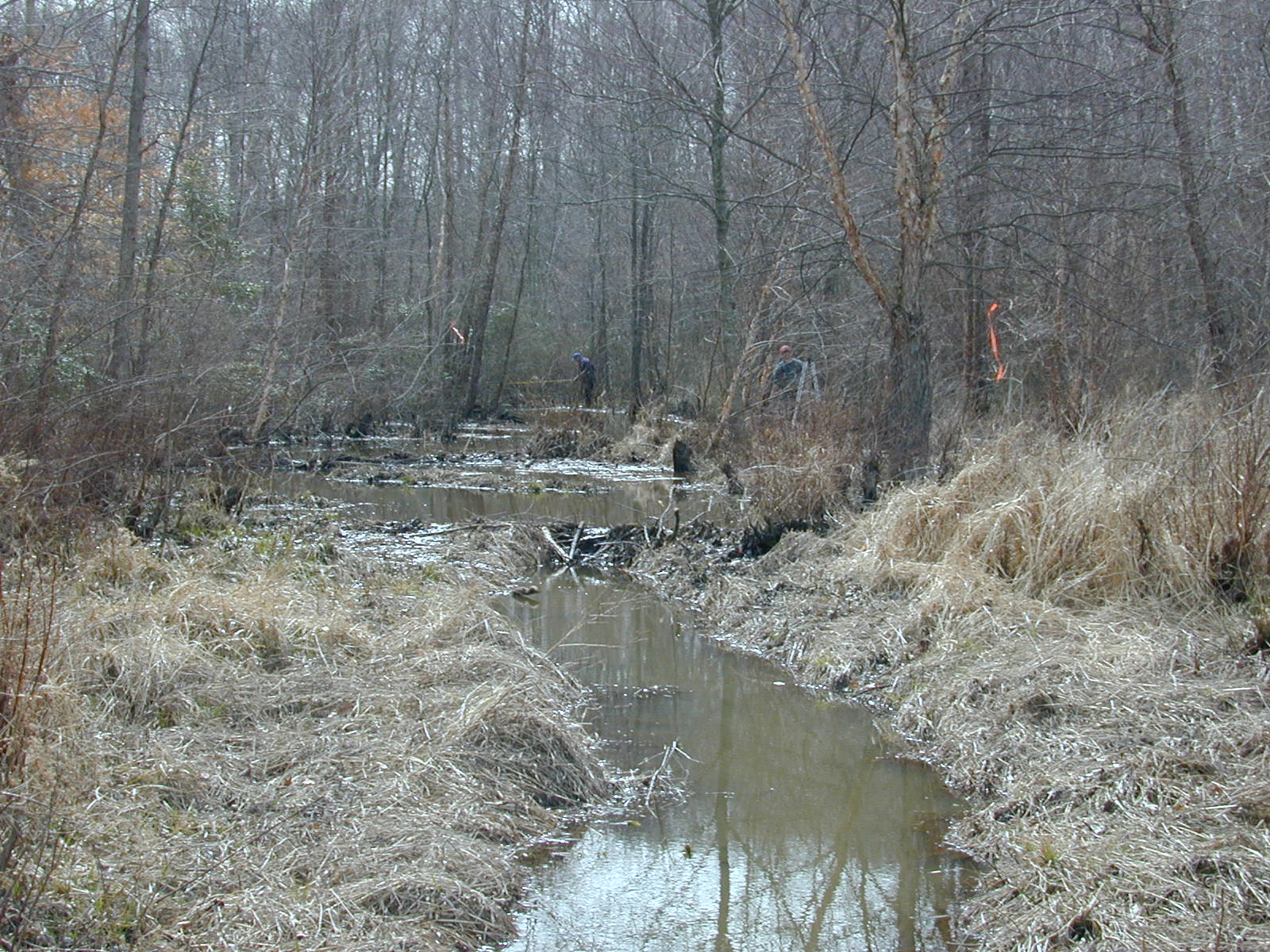 Field photo showing stream conditions at site GILB-115-R-2001-21
