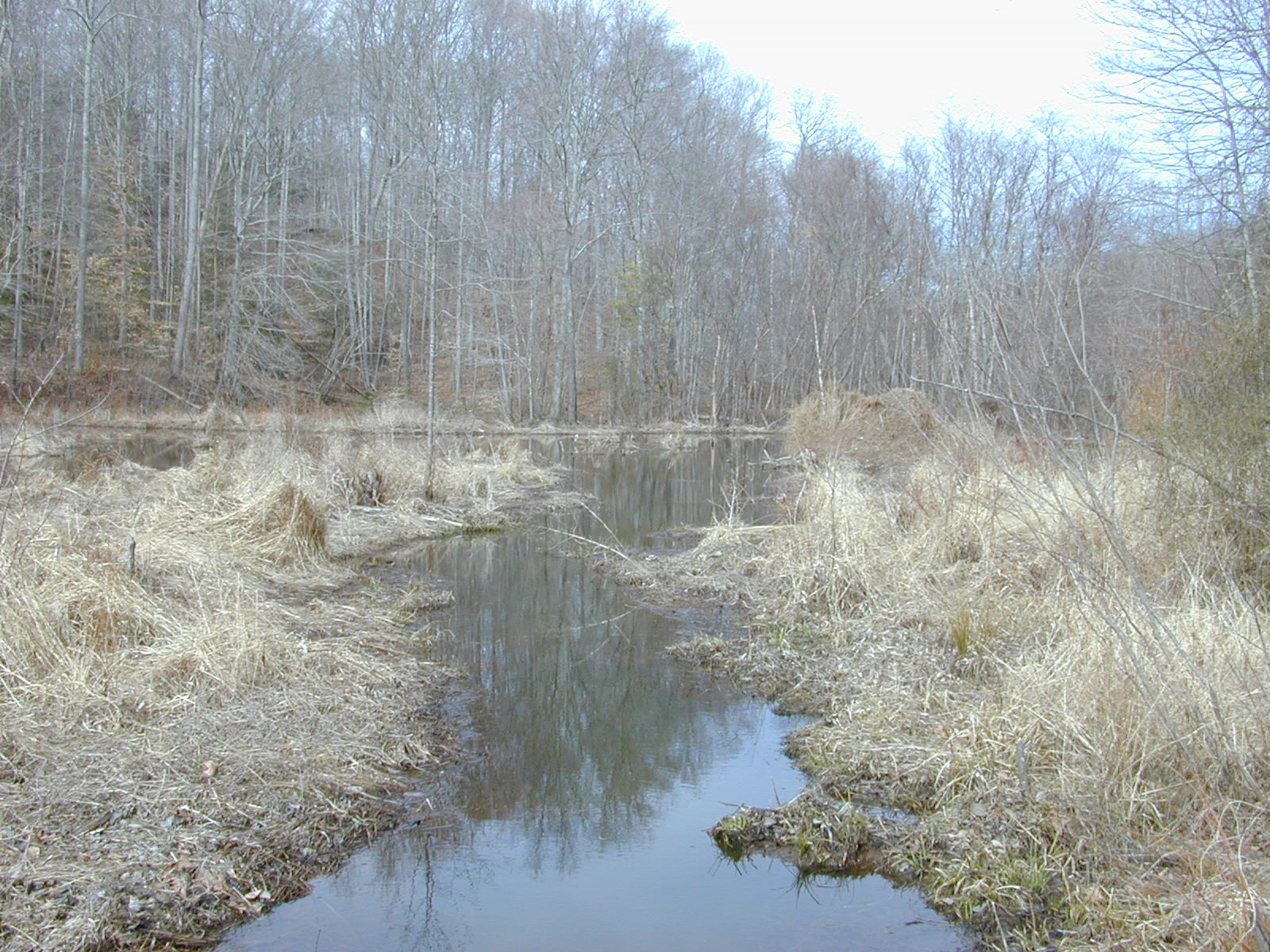 Field photo showing stream conditions at site GILB-115-R-2001-22
