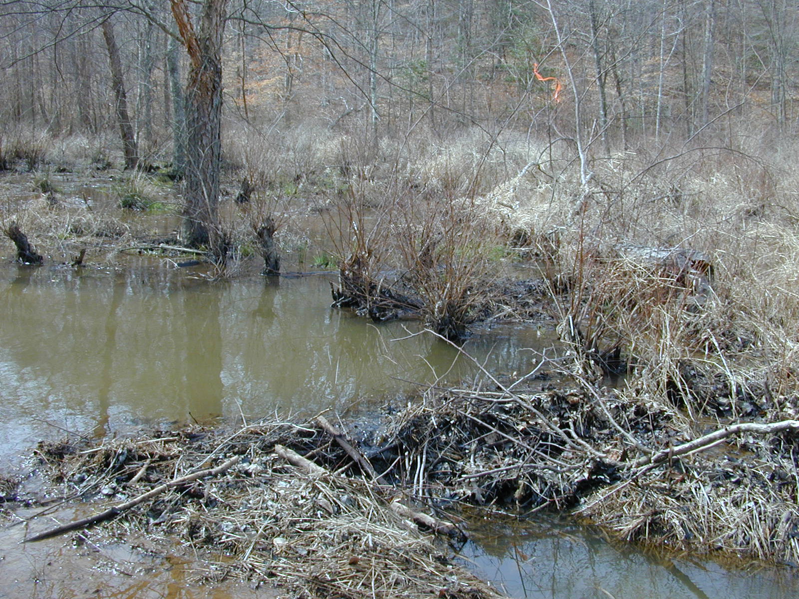 Field photo showing stream conditions at site GILB-115-R-2001-23