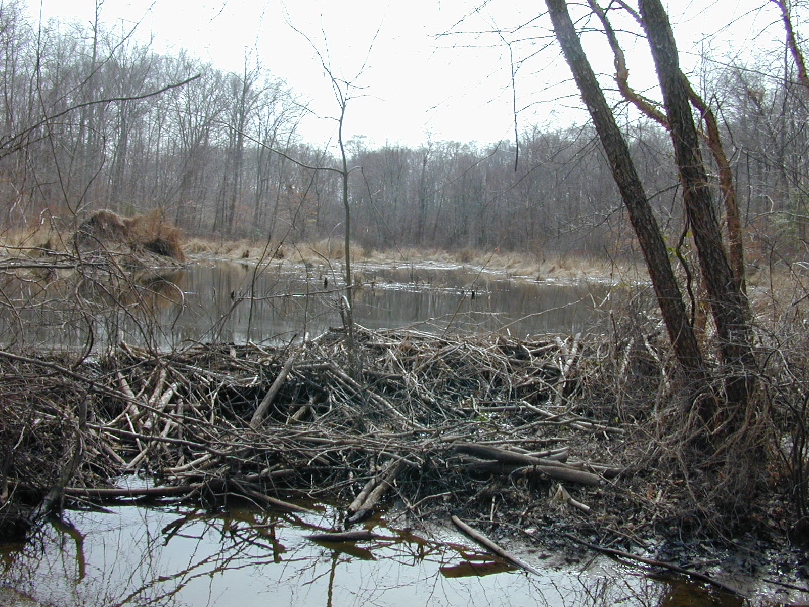 Field photo showing stream conditions at site GILB-115-R-2001-24