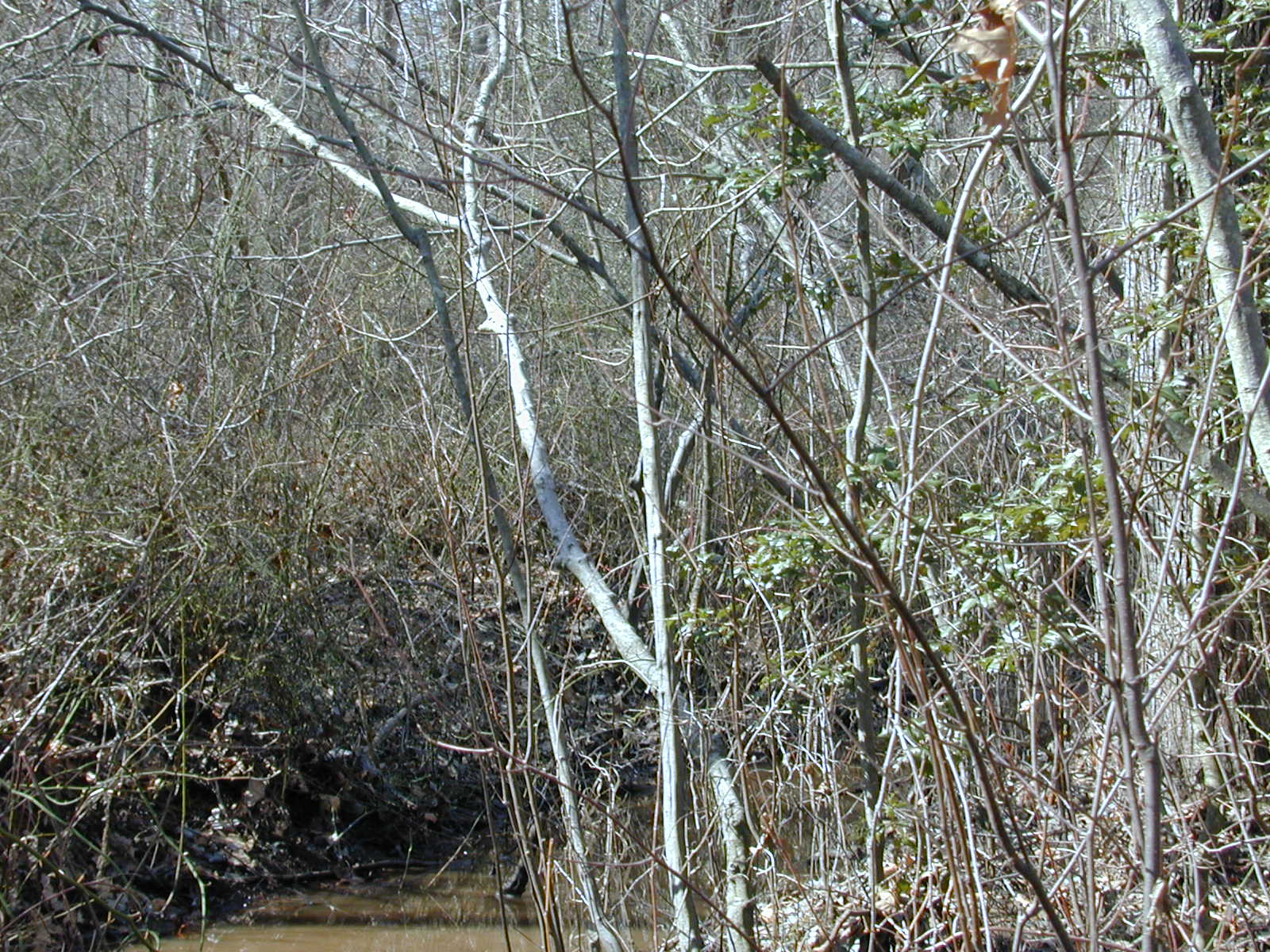 Field photo showing stream conditions at site GILB-213-R-2001-18