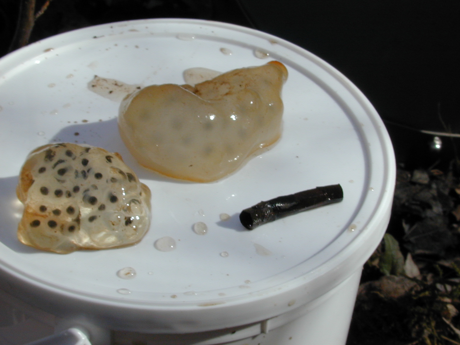 Field photo showing stream conditions at site GILB-213-R-2001-19