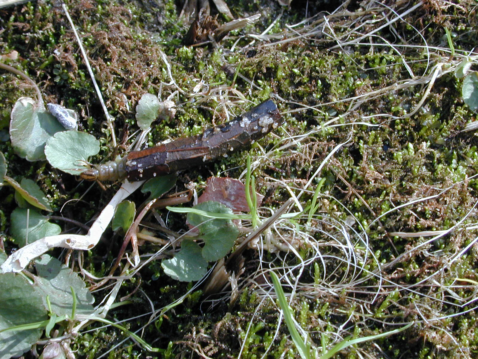 Field photo showing stream conditions at site GILB-306-R-2001-36