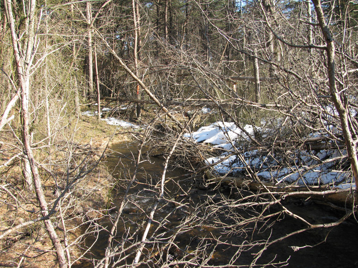Field photo showing stream conditions at site GWYN-102-S-2010-1